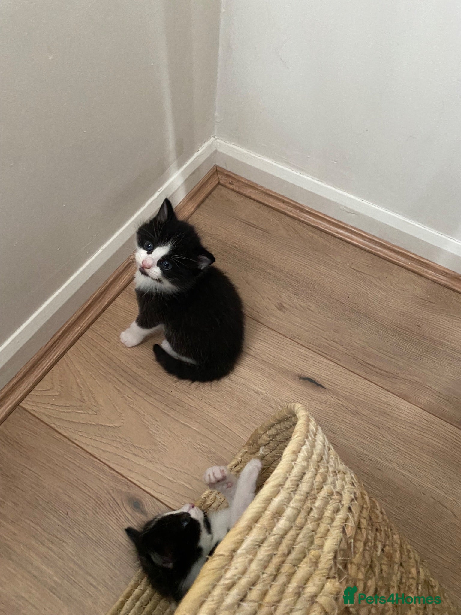 Mixed Breed cats Lovely part ragdoll kittens - Advert 1