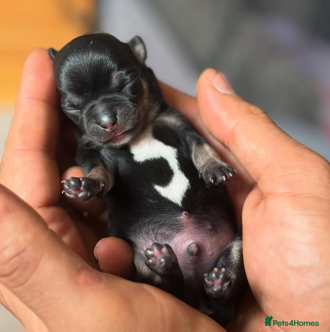 Chihuahua dogs for stud: KC reg-Health tested-PROVEN  - Advert 31