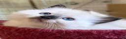 Ragdoll cats for sale: Flame and Seal point kittens  - Advert 16