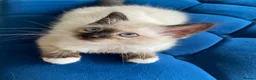 Ragdoll cats for sale: 4 TICA Registered Ragdoll girls available - Advert 21