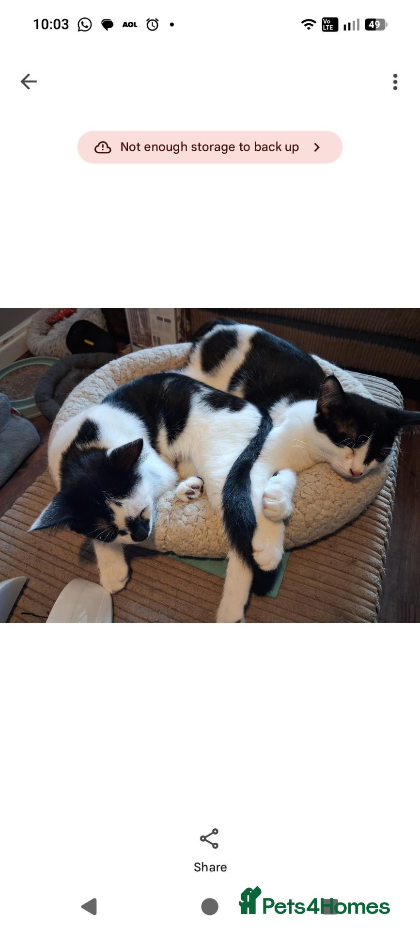 Mixed Breed cats Spanner and Springs  - Advert 1