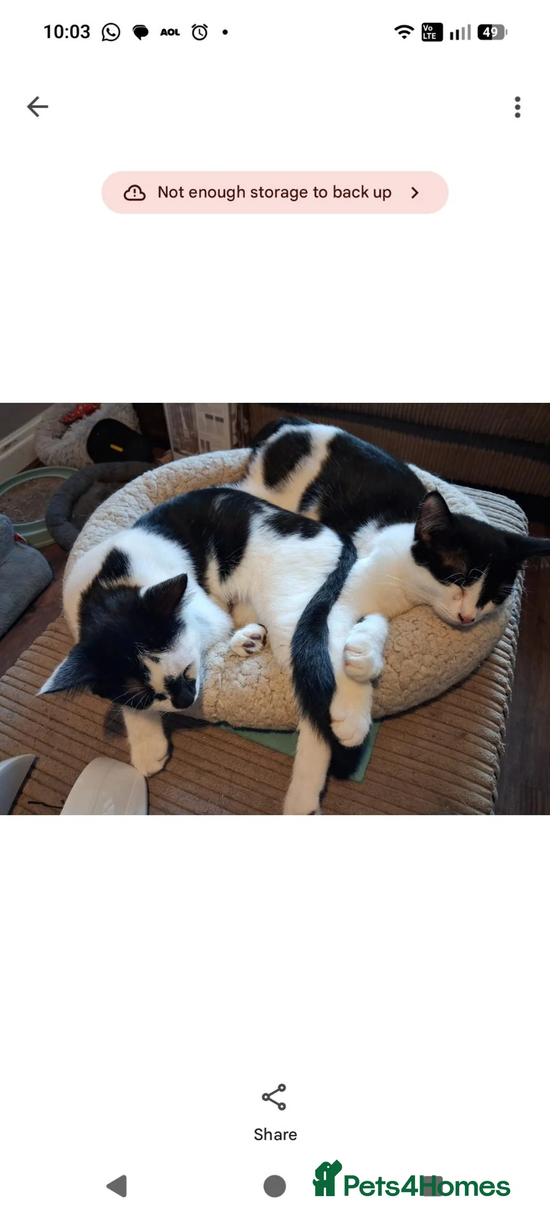 Mixed Breed cats for adoption: Spanner and Springs  - Advert 1