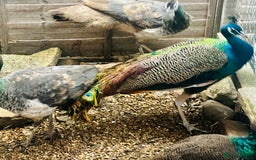 Peafowl poultry for sale: Beautiful Adult Peafowl READY NOW FOR NEW 🏡s - Image 4