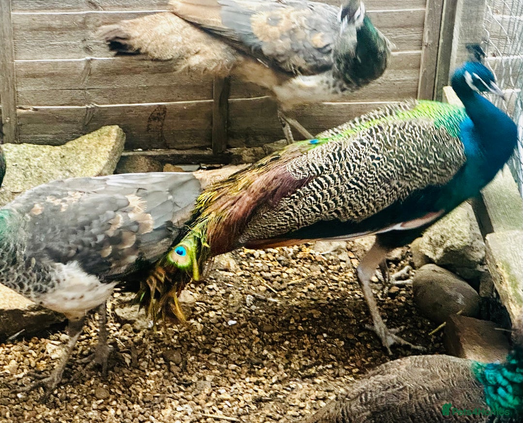 Peafowl poultry for sale: Beautiful Adult Peafowl READY NOW FOR NEW 🏡s - Image 4