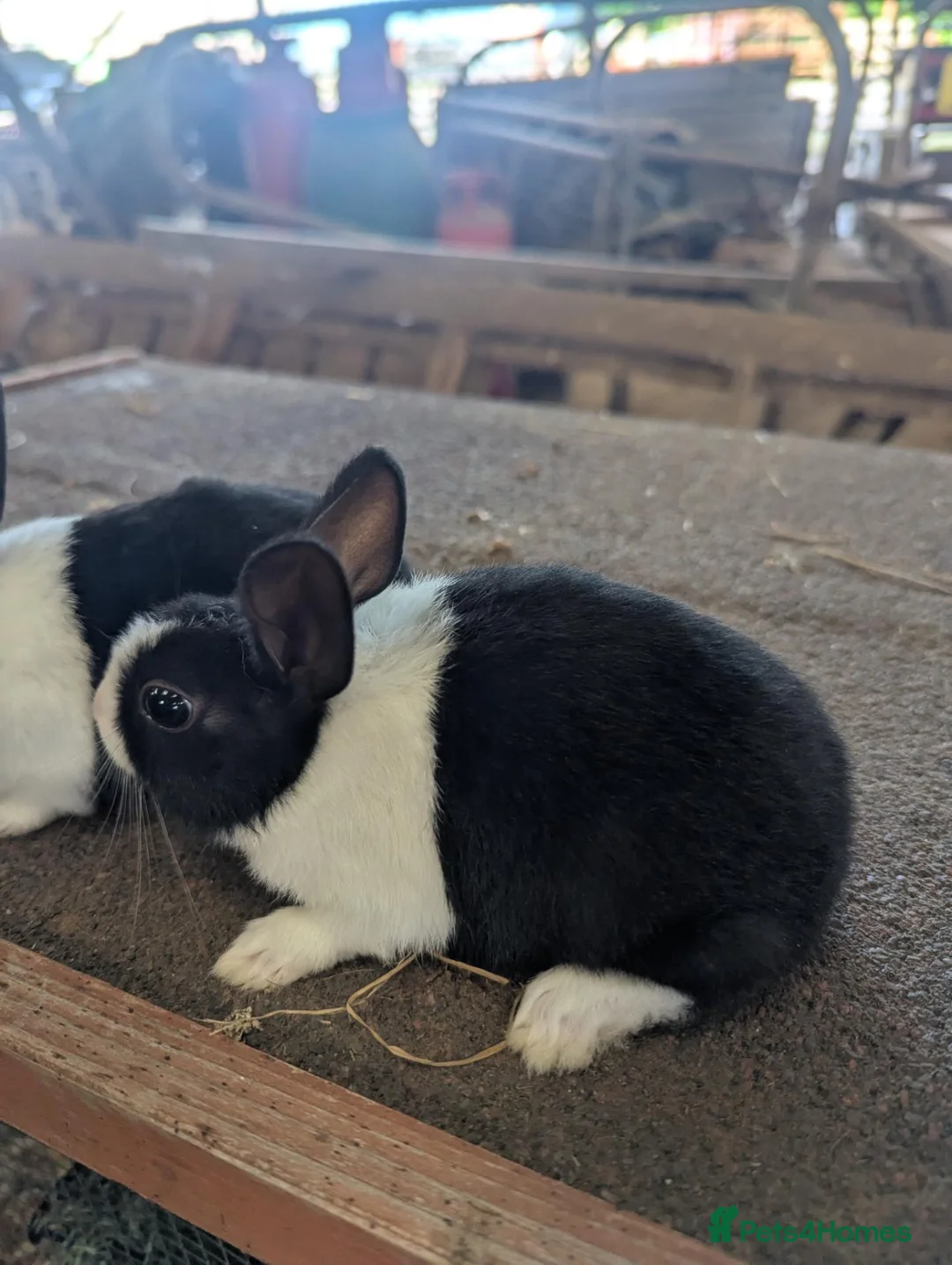 Dutch rabbits for sale: Two Dutch bunnies  in Chorley - Advert 4