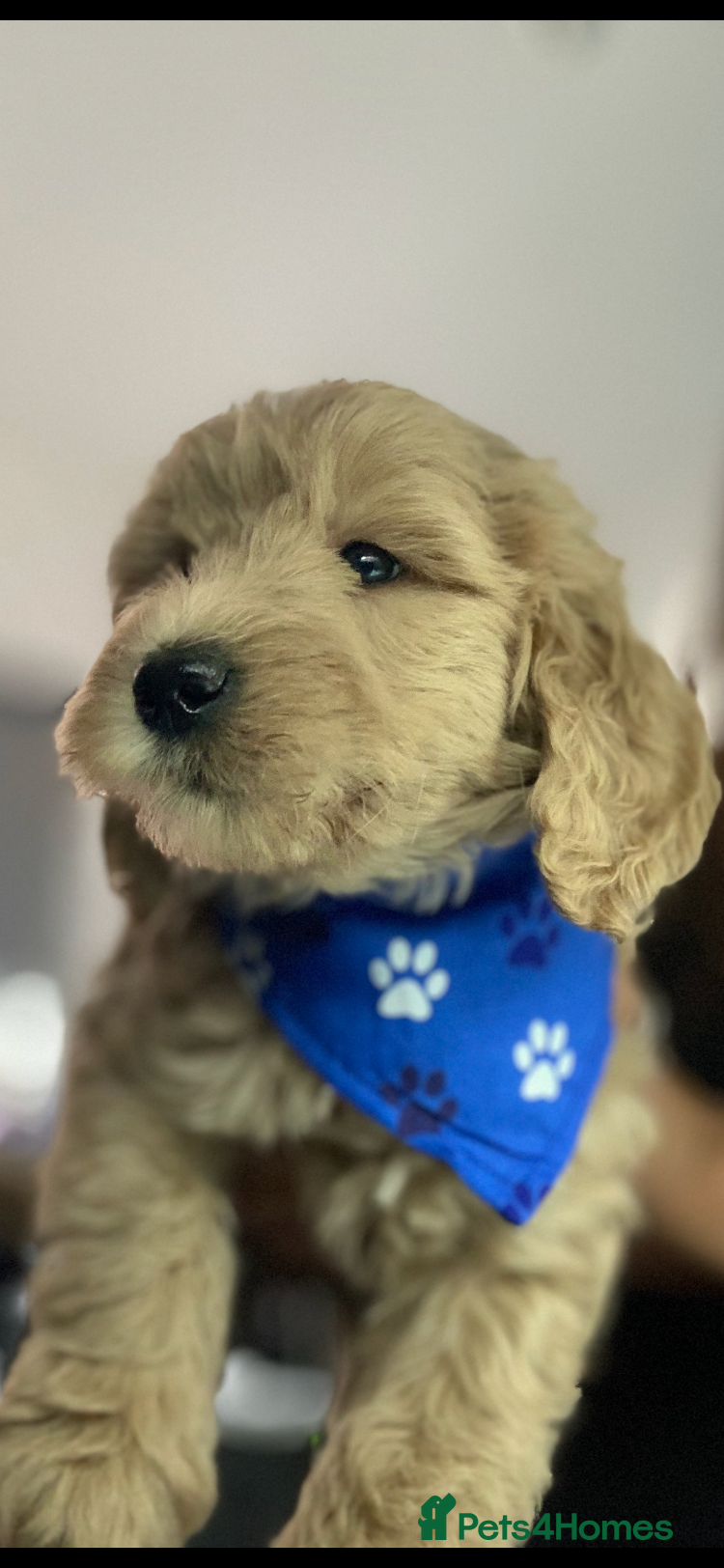 Double Doodle dogs Labradoodle  - Advert 1