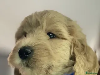 Double Doodle dogs Labradoodle - Advert 6