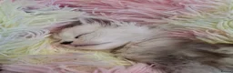 Maine Coon cats for sale: Maine Coon Kittens looking for new loving home in Birmingham - Advert 15