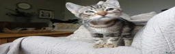 Bengal cats for sale: 3/4 Bengal Kittens | 2 LEFT! - Advert 4