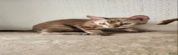 Bengal cats for sale: BENGAL 😺 furry Kittens – Ready For your Homes!💖 - Advert 3