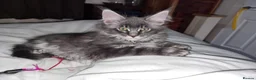 Maine Coon cats for sale: Pedigree Silver Smoke Maine Coon “Yoshi” - Advert 2