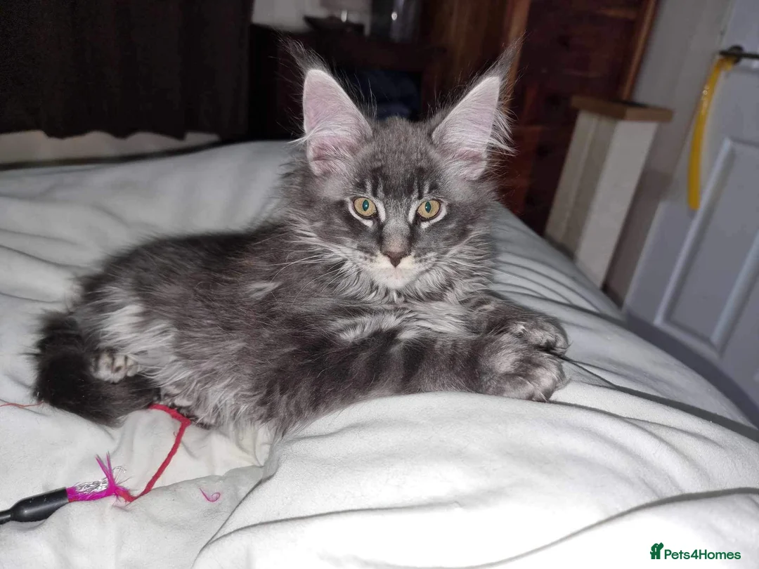 Maine Coon cats for sale: Pedigree Silver Smoke Maine Coon “Yoshi” - Advert 2