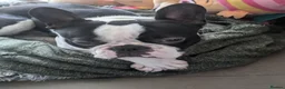Boston Terrier dogs for stud: Boston terrier stud - Advert 4