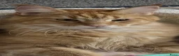 Maine Coon cats for sale: Maine Coon kitten for sale - Advert 2