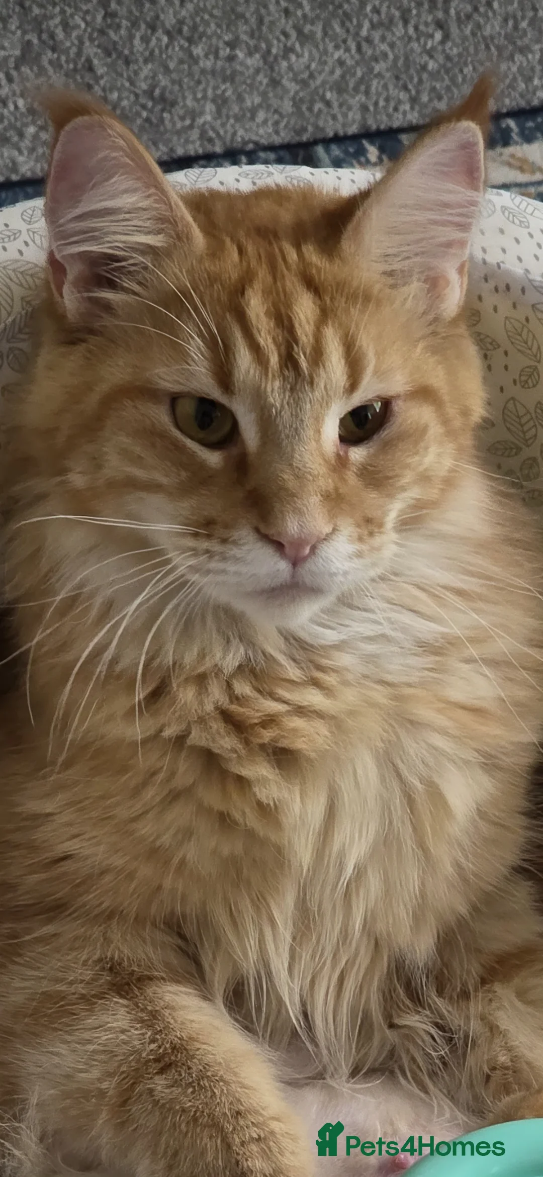 Maine Coon cats for sale: Maine Coon kitten for sale - Advert 2