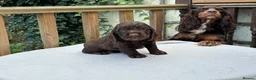 Cocker Spaniel dogs for sale: Working cocker spaniel puppies for sale - Advert 26