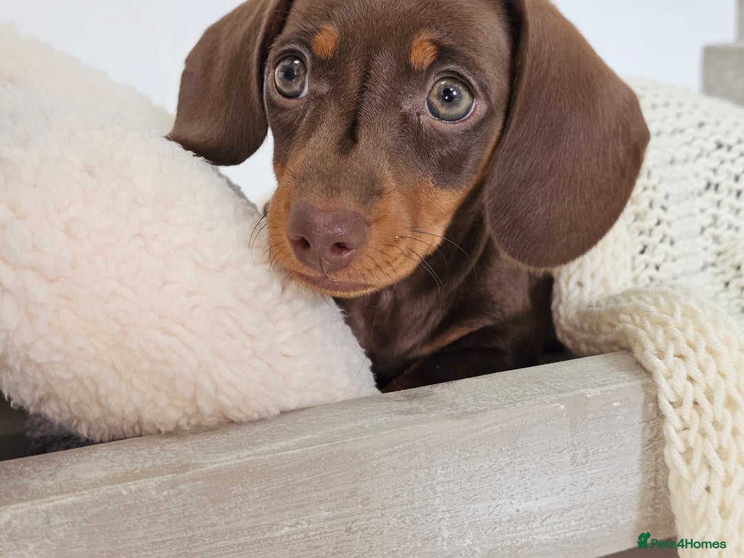 Dachshund dogs for sale: Tink and big momma  - Image 3