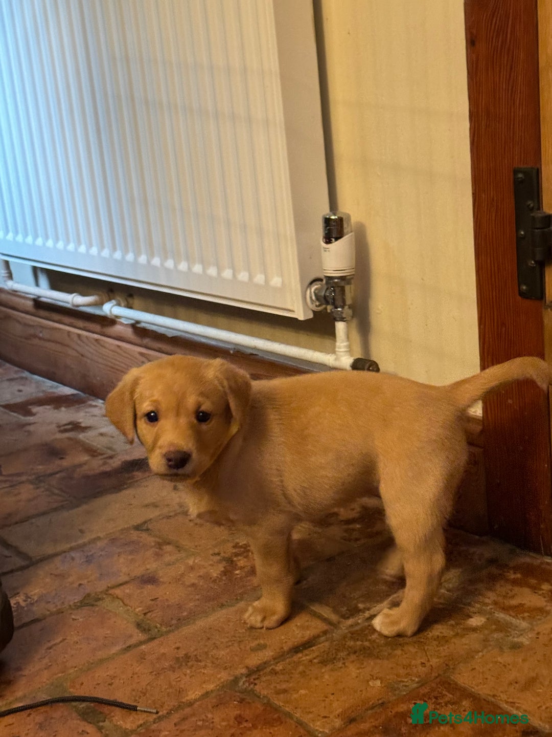 Labrador Retriever dogs for sale: 6 Pedigree Fox Red Labrador Puppies - Image 31