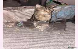 British Shorthair cats for sale: 2 grey tabby kittens  - Image 6