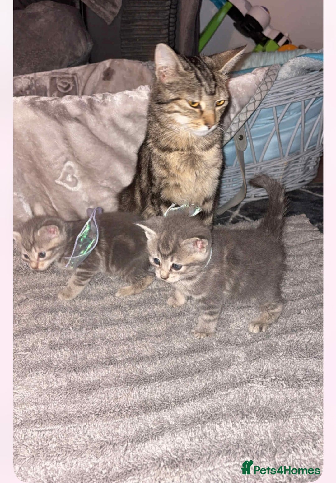 British Shorthair cats for sale: 2 grey tabby kittens  - Image 6