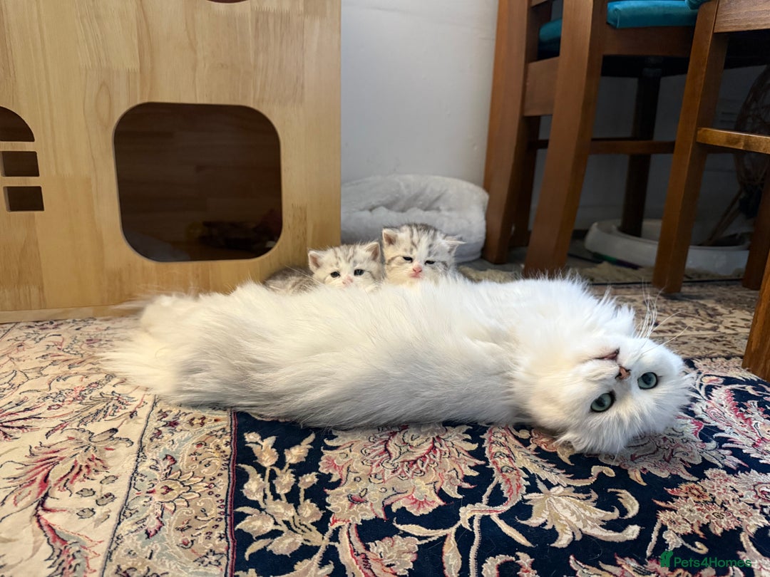 Scottish Fold cats for sale: Loyal girl  - Advert 6