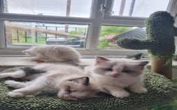 Ragdoll cats for sale: Ragdoll kittens  - Image 15
