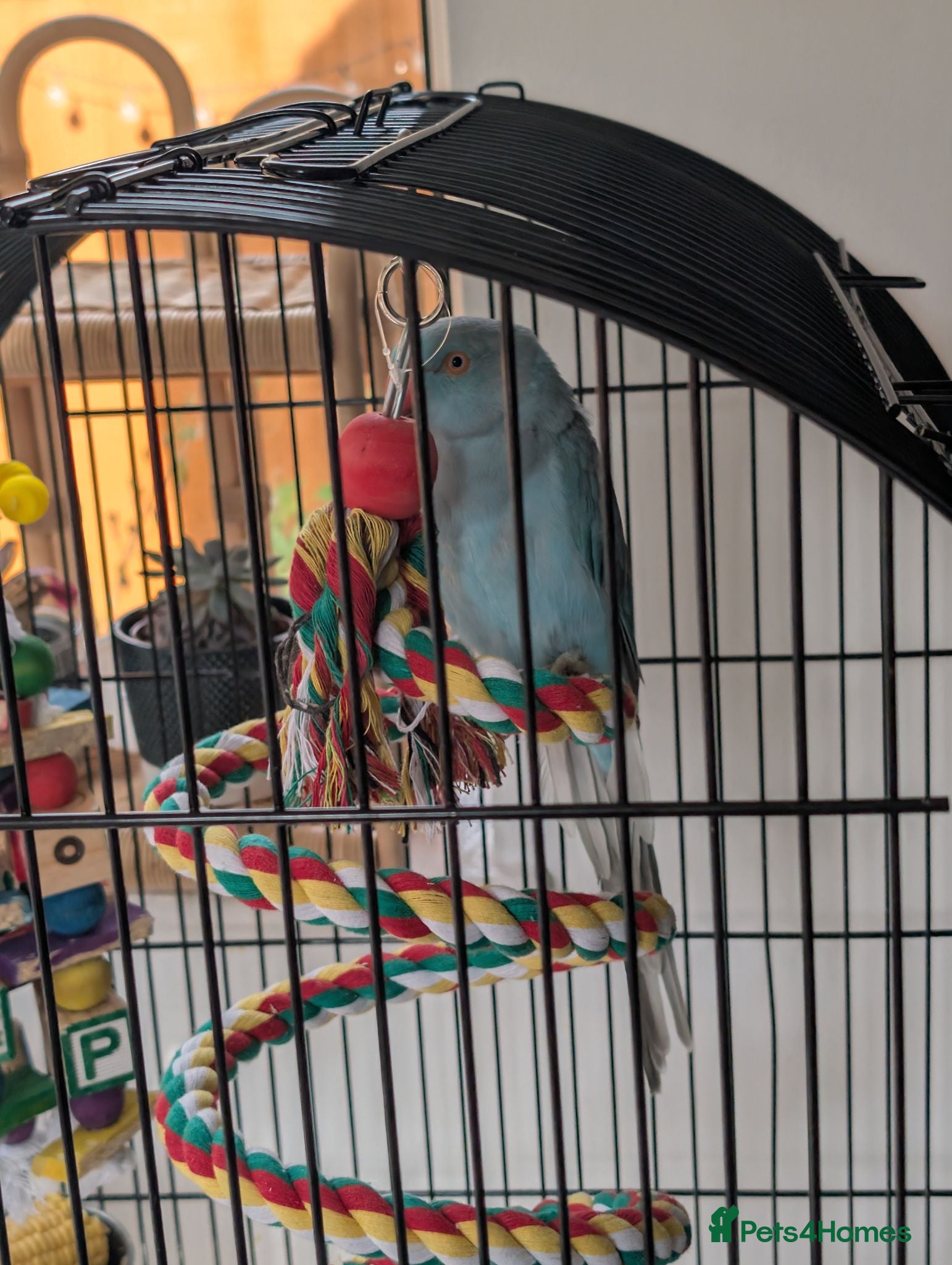 Parakeets birds Blue Ringneck for sale Female  - Advert 1