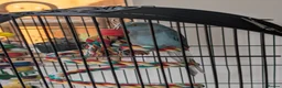 Parakeets birds for sale: Blue Ringneck for sale Female  - Advert 1