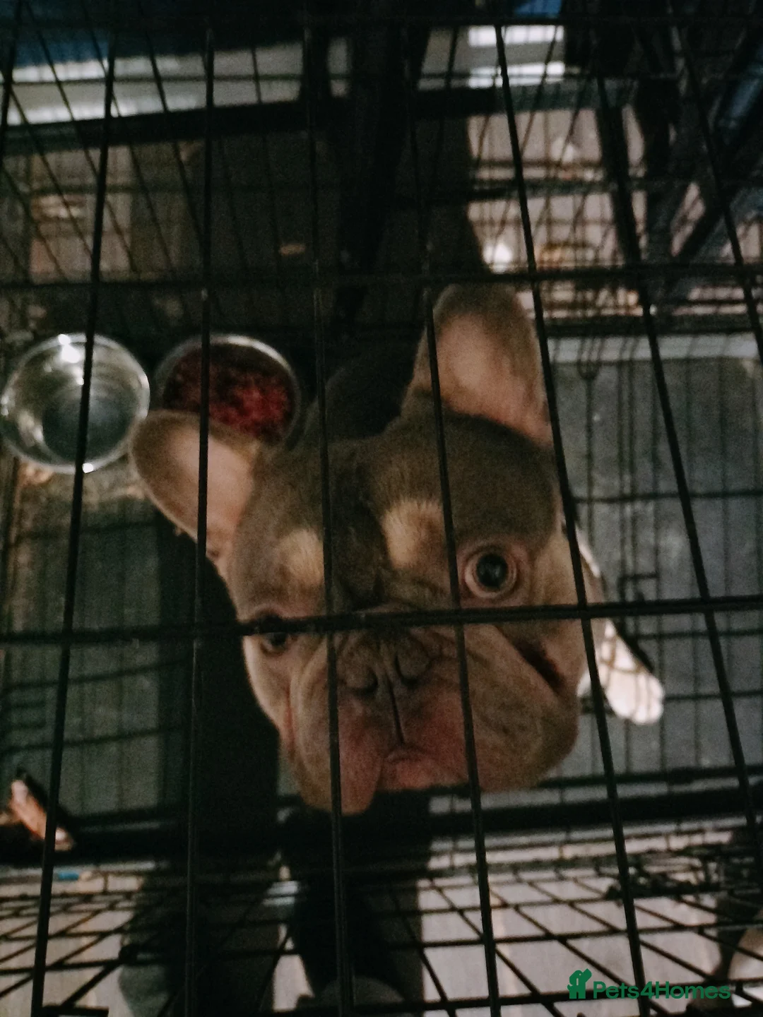 French Bulldog dogs for sale: Female french bulldog to rehome - Advert 10