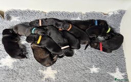 German Shepherd dogs for sale: Stunning German Shepherd/Utonagan Puppies  - Image 1