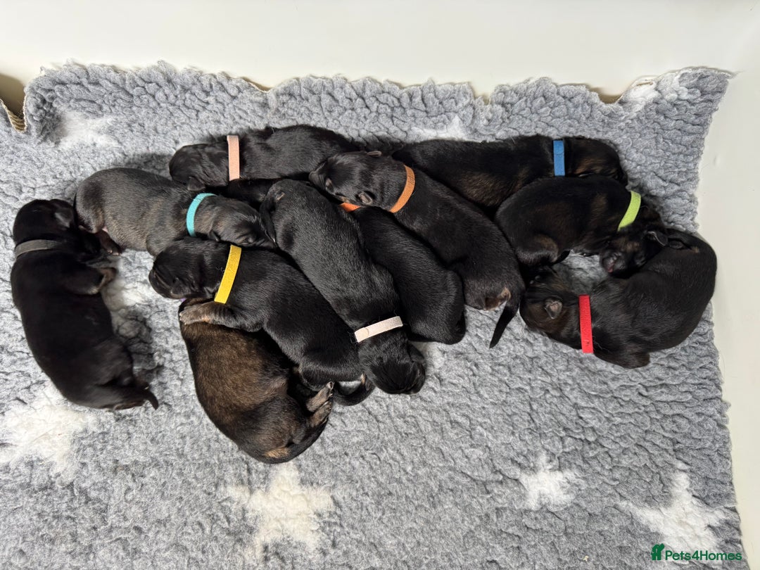 German Shepherd dogs for sale: Stunning German Shepherd/Utonagan Puppies  - Image 1