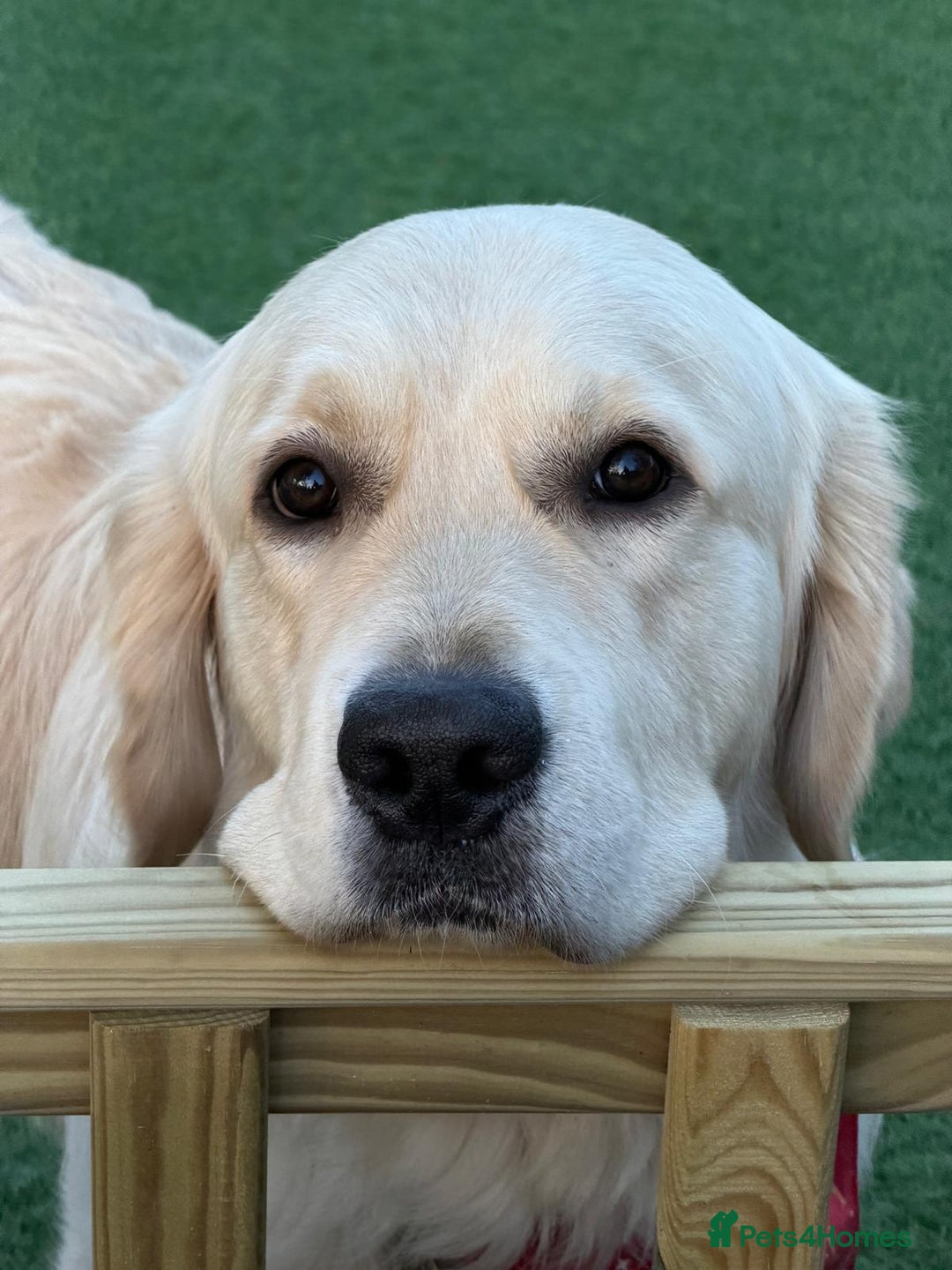 Golden Retriever dogs for stud: ORLAGOLD MAJOR TOM (Ziggy) - Advert 3