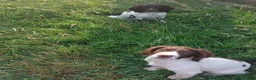 English Springer Spaniel dogs for sale: Fully health tested springer spaniels *last boy*  - Advert 3