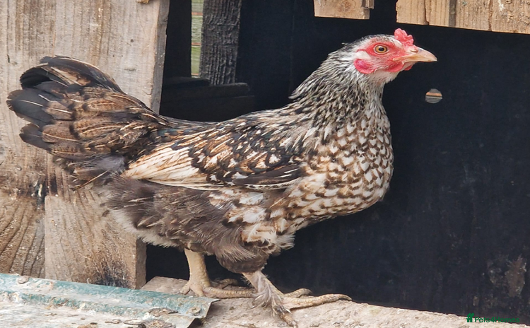 Chickens poultry - Advert 1