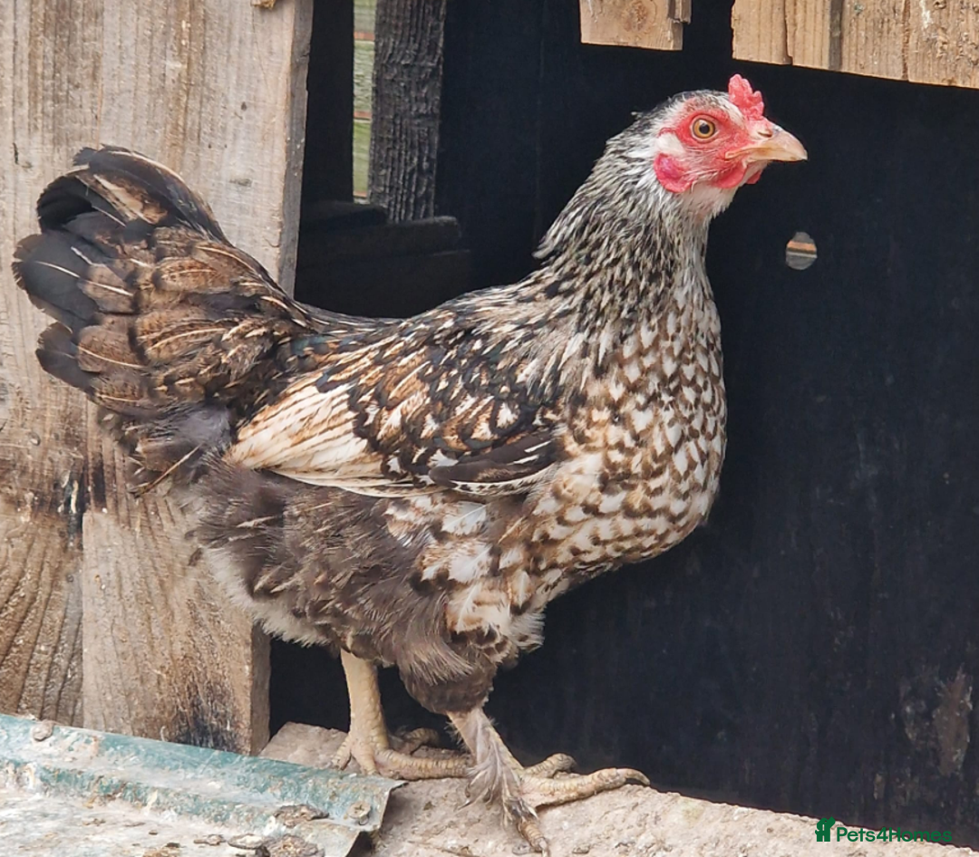 Chickens poultry for sale: Pekin Bantams For Sale Female - Image 1
