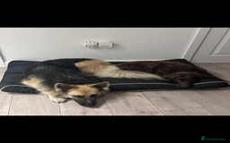 German Shepherd dogs for sale: URGENT home needed for my dogs - Image 16
