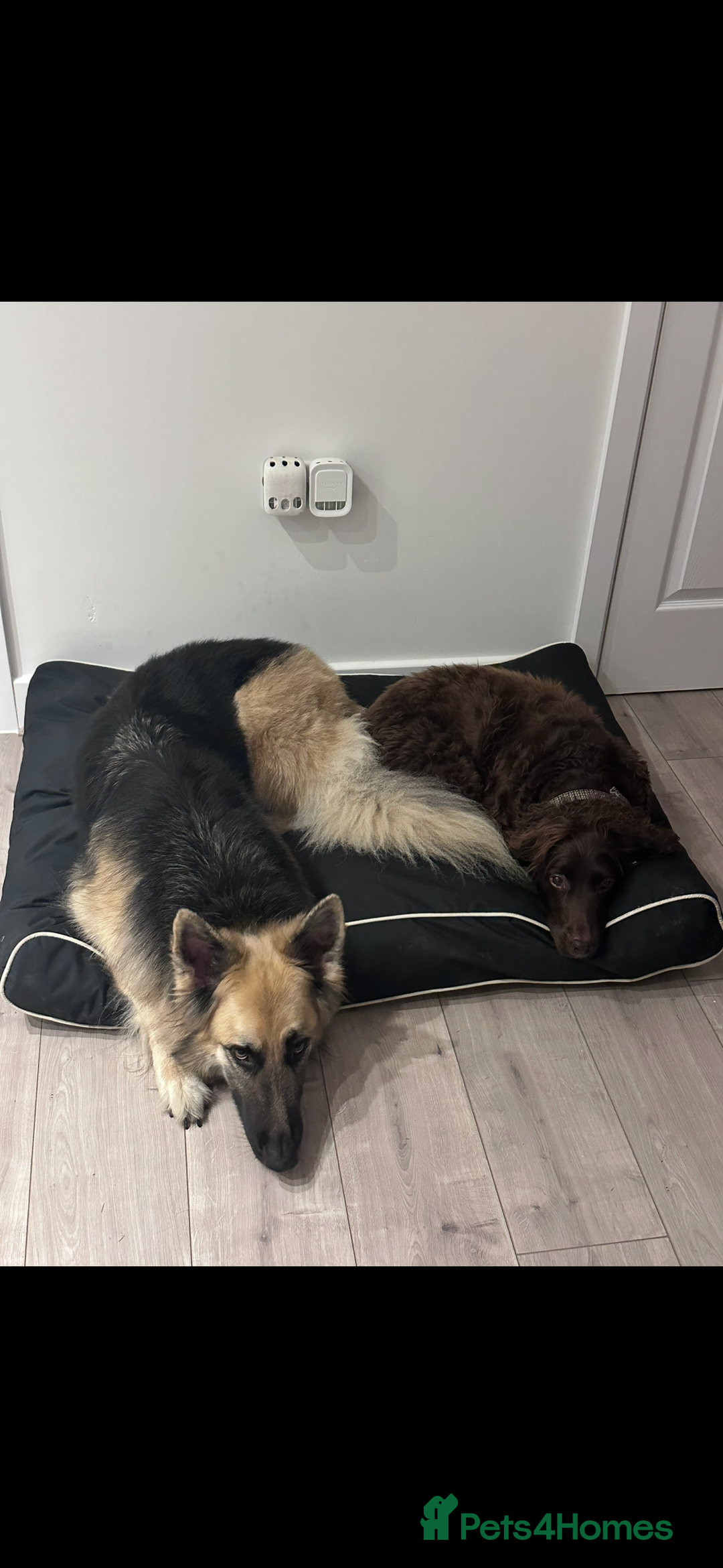 German Shepherd dogs for sale: URGENT home needed for my dogs - Image 16