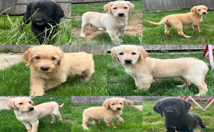 Goldendoodle dogs - Advert 3