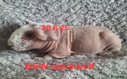 Guinea Pig rodents for sale: Skinny/werewolf sow babies  - Image 3