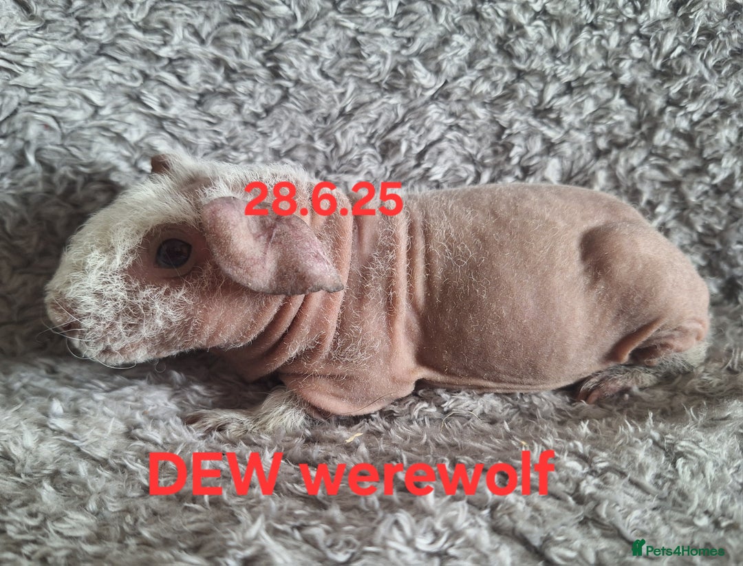 Guinea Pig rodents for sale: Skinny/werewolf sow babies  - Image 3