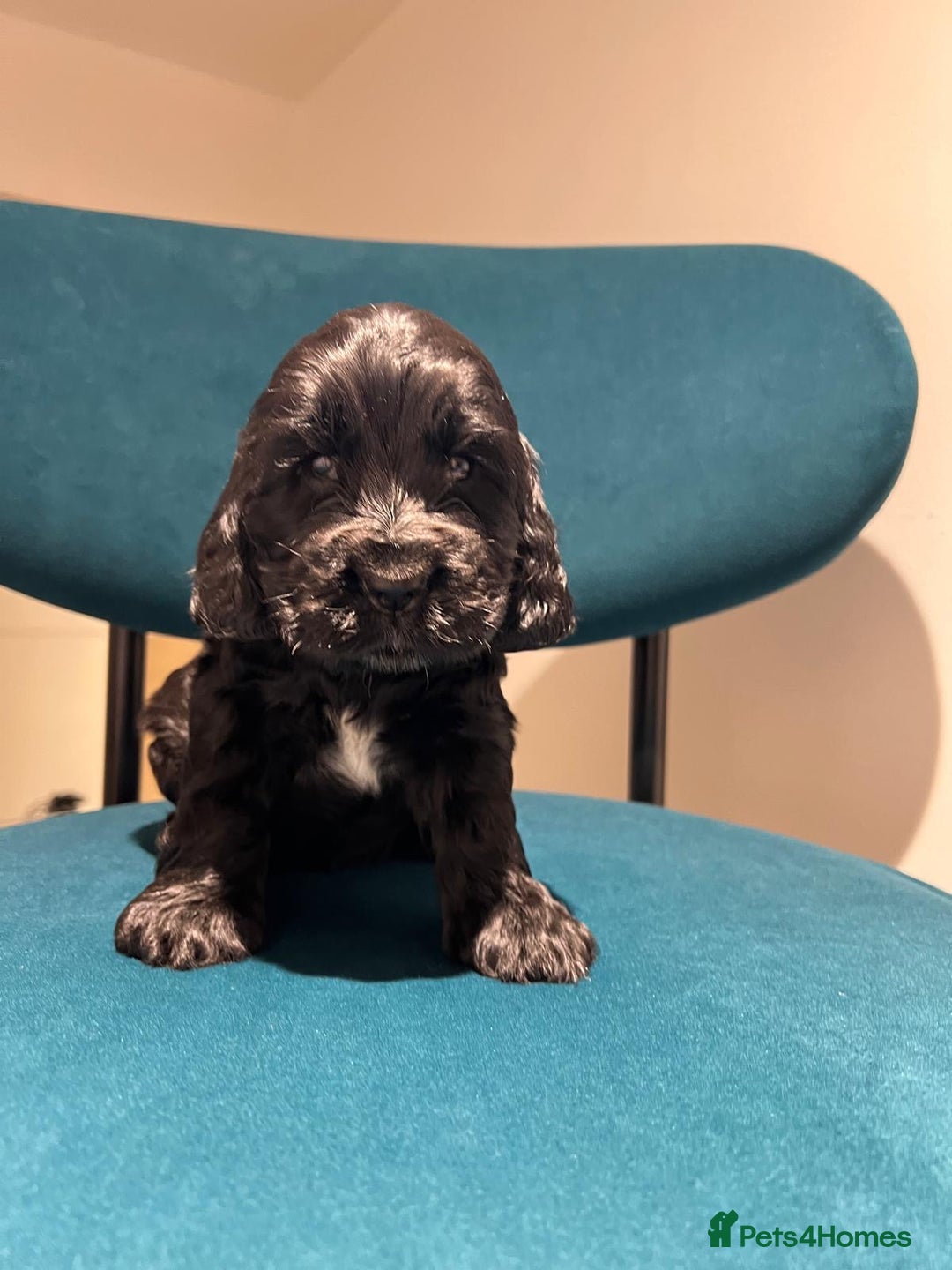 Cocker Spaniel dogs for sale: Show Type Cocker Spaniel  - Advert 18