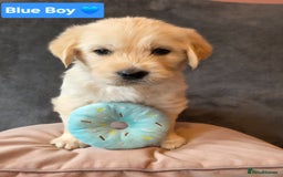 Goldendoodle dogs for sale: Goldendoodle retriever  - Image 8