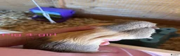 Guinea Pig rodents for sale: Guinea pig babies  in Yeovil - Advert 5