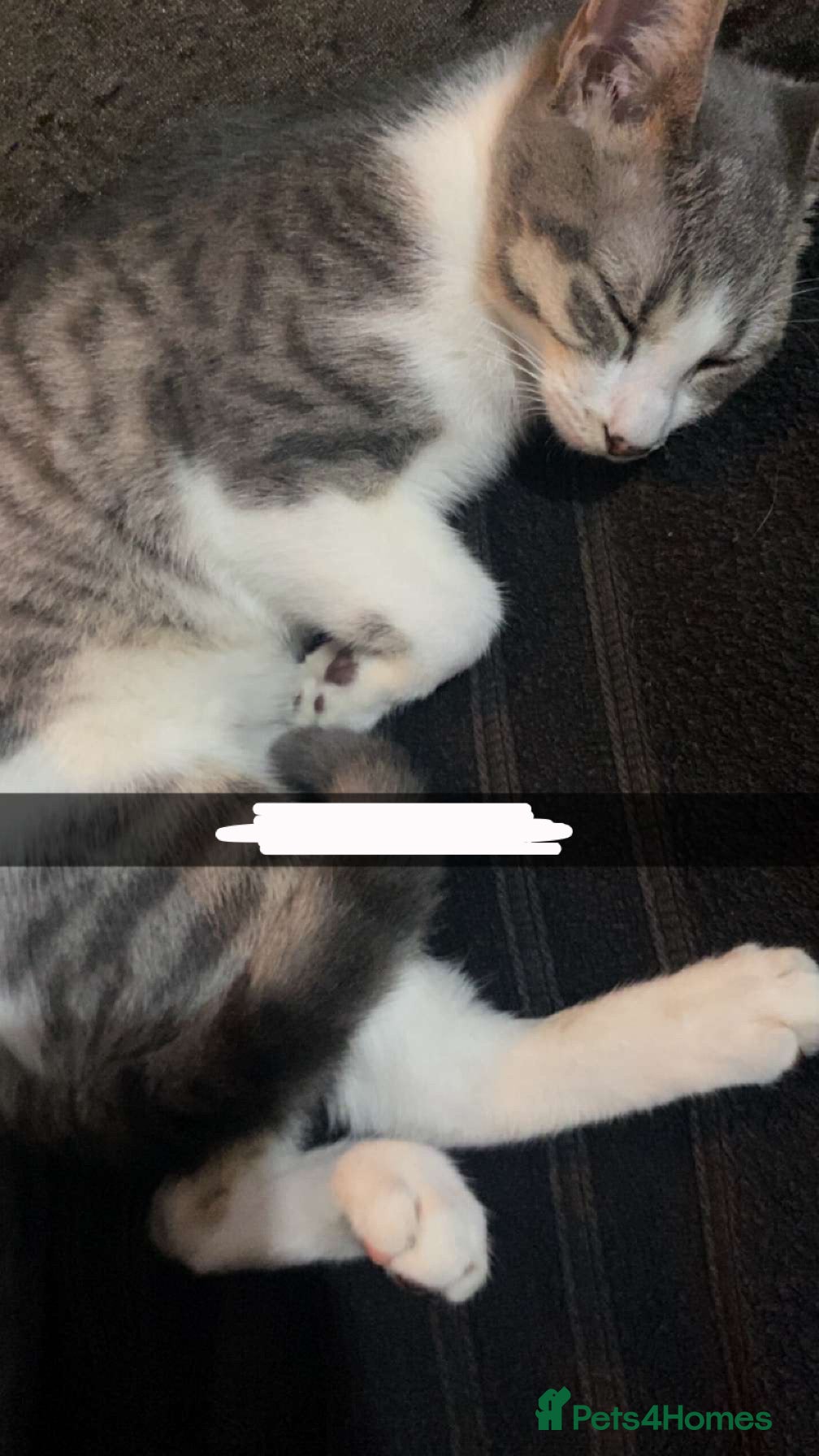 Domestic Shorthair cats Luna (Price can be adjusted) - Advert 11