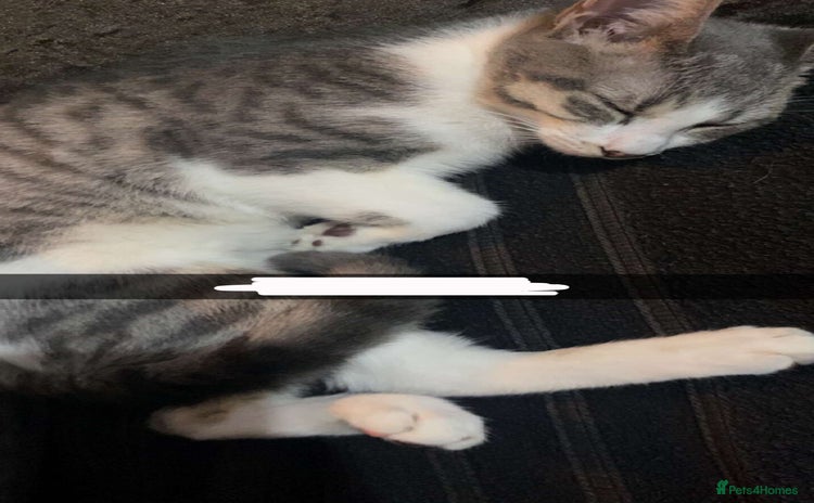 Domestic Shorthair cats - Advert 1
