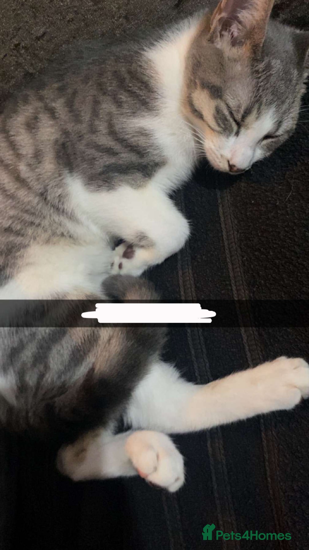 Domestic Shorthair cats for sale: Luna (Price can be adjusted) - Image 1