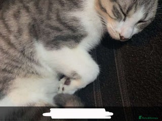 Domestic Shorthair cats - Advert 9