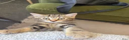 Mixed Breed cats for sale: 2 Kittens ready now in Emsworth - Advert 6