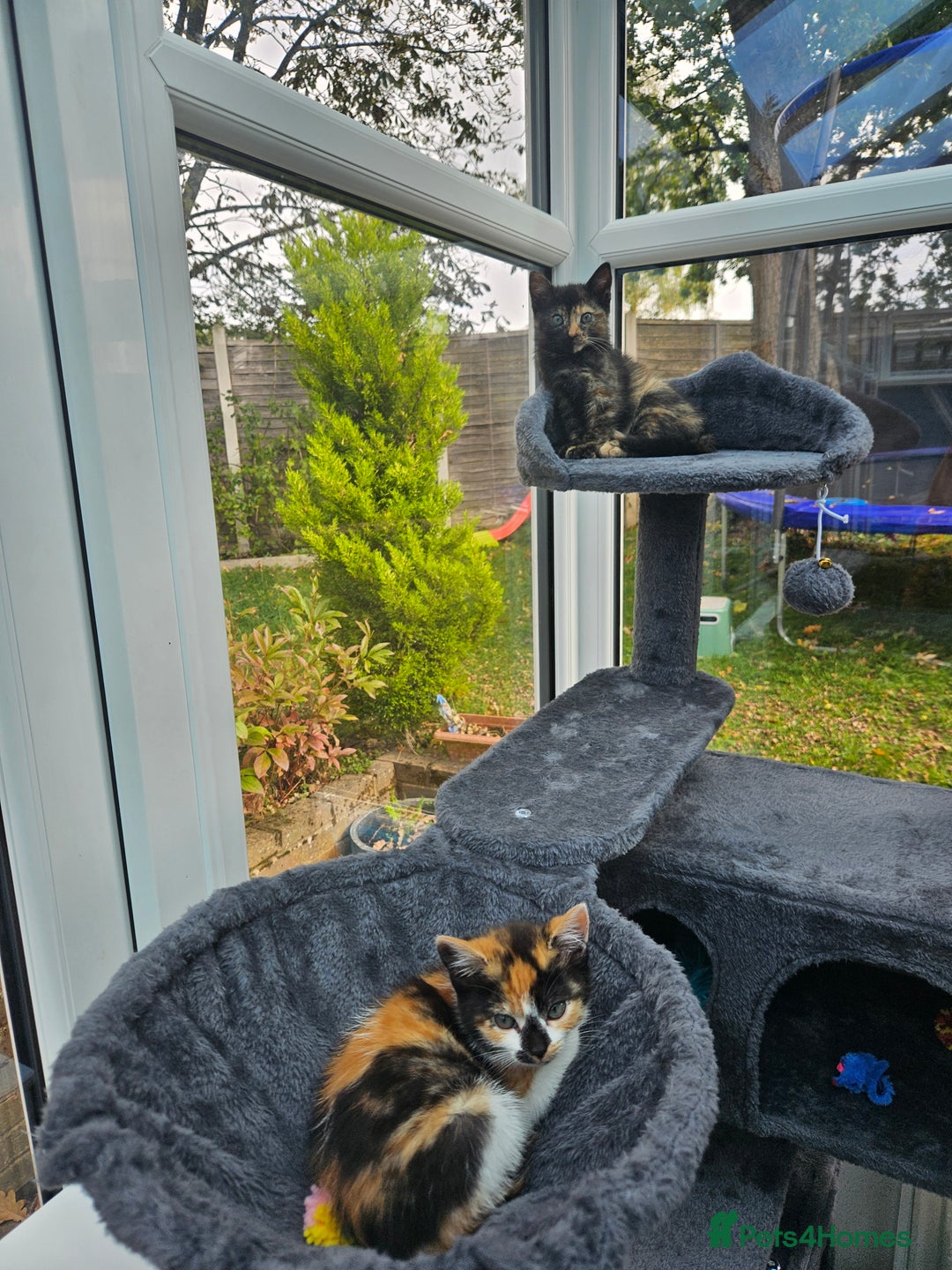 European cats for sale: Lovely 2 sisters kittens ready to find a new home. - Image 3