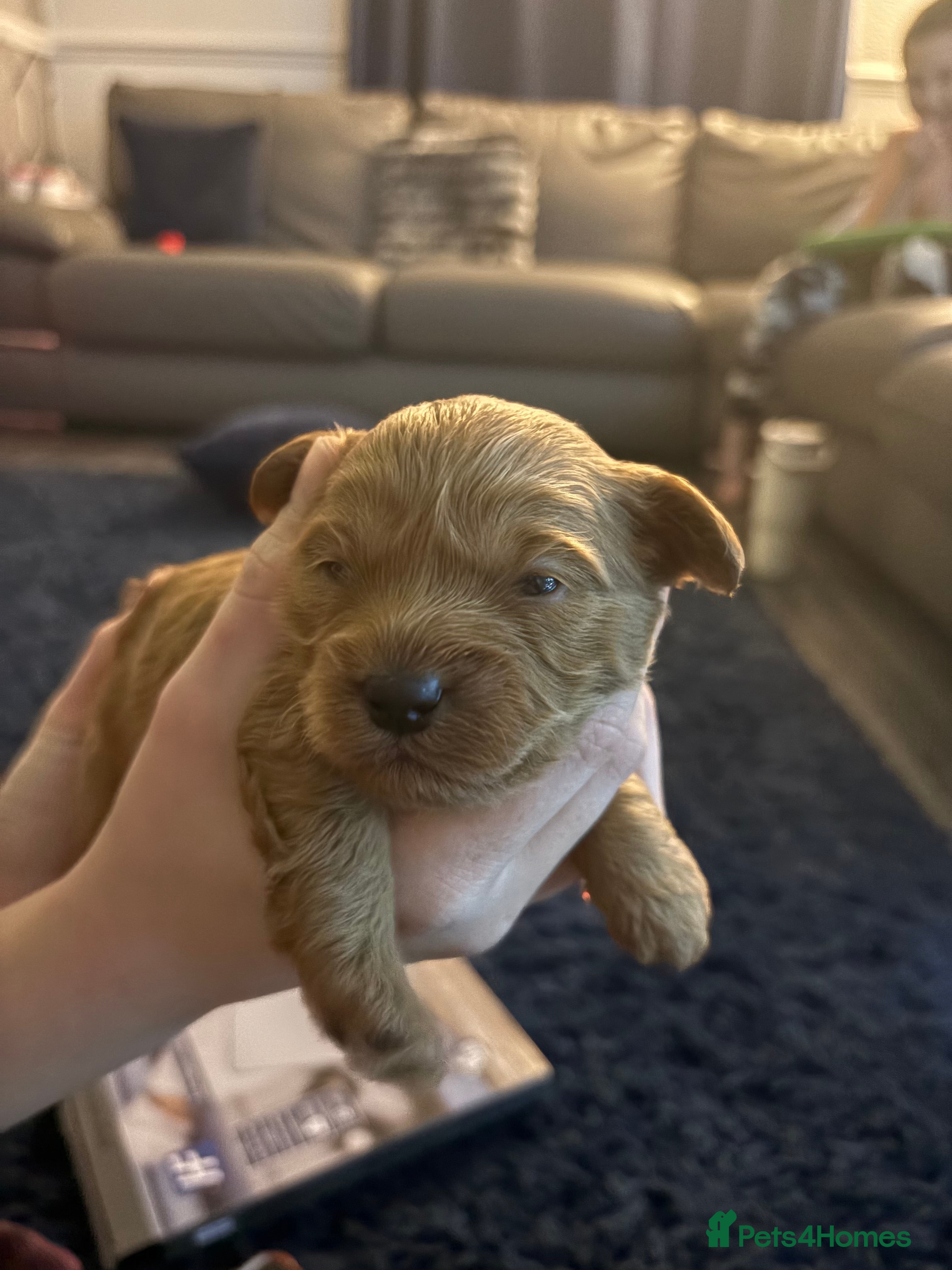 Shihpoo dogs ✨ Gorgeous Shihpoo Puppies – Ready 31st January ✨ - Advert 7